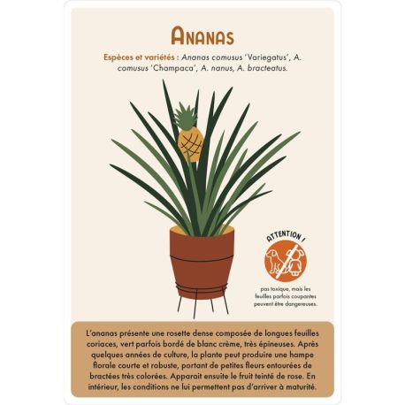 COFFRET CARTES PLANTES D'INTERIEUR - 36 CARTES + 1 POSTER