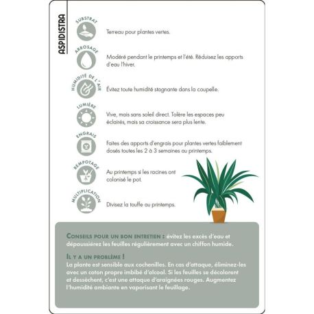 COFFRET CARTES PLANTES D'INTERIEUR - 36 CARTES + 1 POSTER