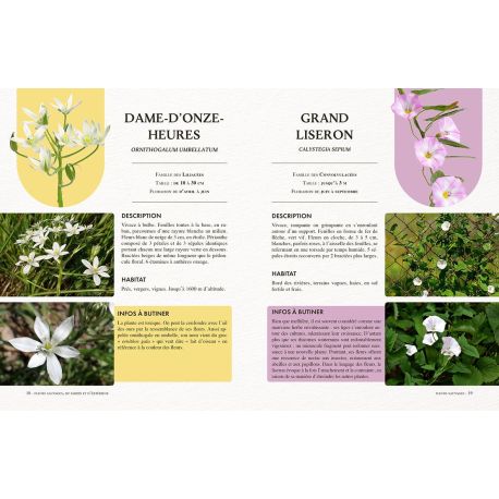 FLEURS : SAUVAGES, DU JARDIN, D'INTERIEUR