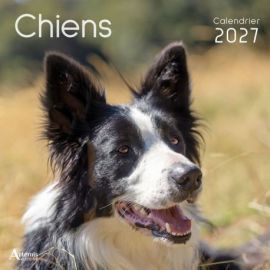CALENDRIER CHIENS 2027