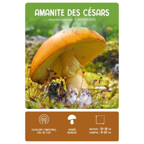 COFFRET MEILLEURS CHAMPIGNONS COMESTIBLES - 36 CARTES + 1 POSTER