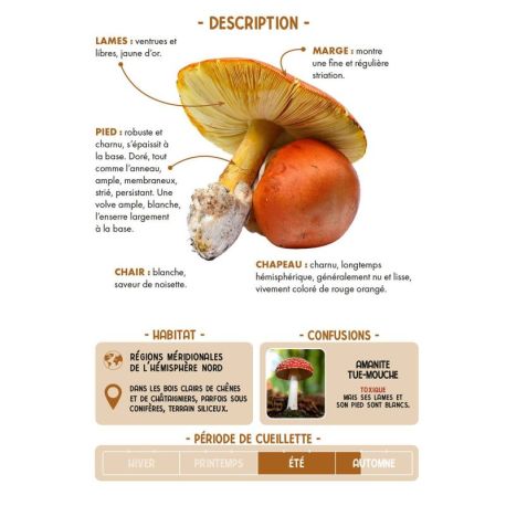 COFFRET MEILLEURS CHAMPIGNONS COMESTIBLES - 36 CARTES + 1 POSTER