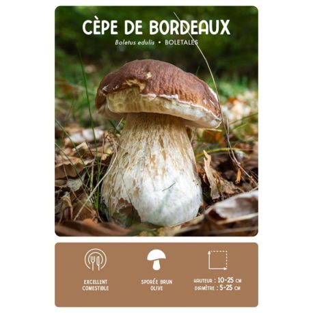 COFFRET MEILLEURS CHAMPIGNONS COMESTIBLES - 36 CARTES + 1 POSTER