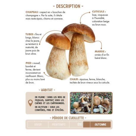 COFFRET MEILLEURS CHAMPIGNONS COMESTIBLES - 36 CARTES + 1 POSTER