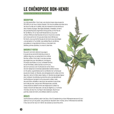 CUISINER LES PLANTES DE MONTAGNE 2E