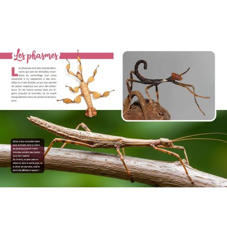 INSECTES ET PETITES BÊTES DECOUVRE LE MONDE EN PHOTOS
