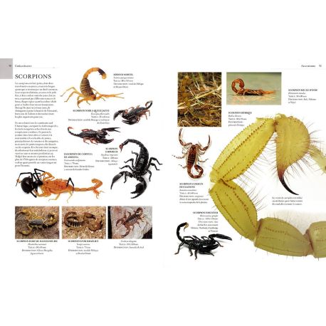 ENCYCLOPÉDIE ILLUSTRÉE DES ARACHNIDES, INSECTES ET AUTRES