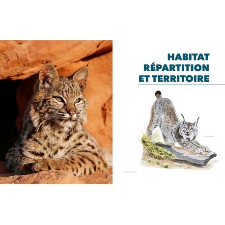 EPERDUMENT LYNX
