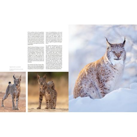 EPERDUMENT LYNX