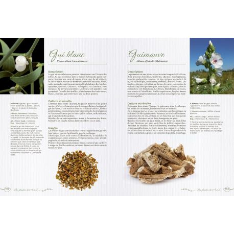 SECRETS DES PLANTES POUR SE SOIGNER NATURELLEMENT