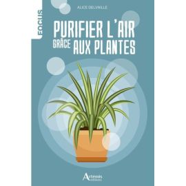 Purifier l'air grâce aux plantes