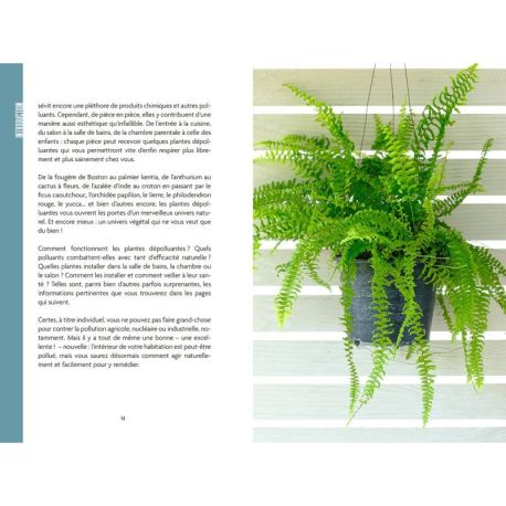 Purifier l'air grâce aux plantes