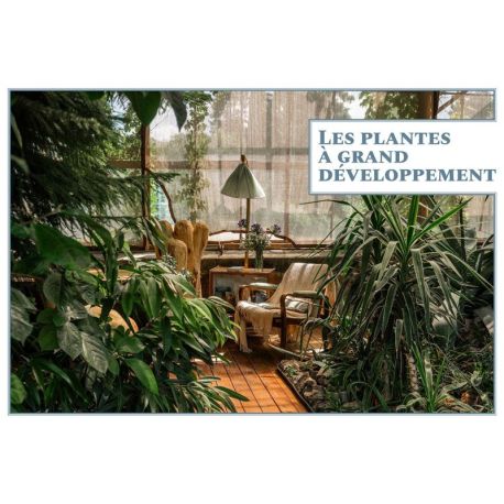 Jungle intérieure
